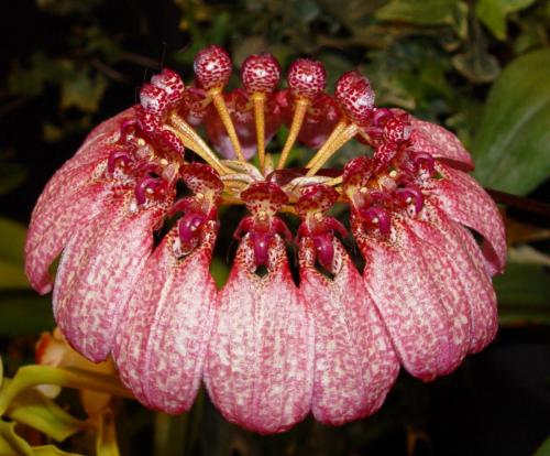 Bulbophyllum eberhartii