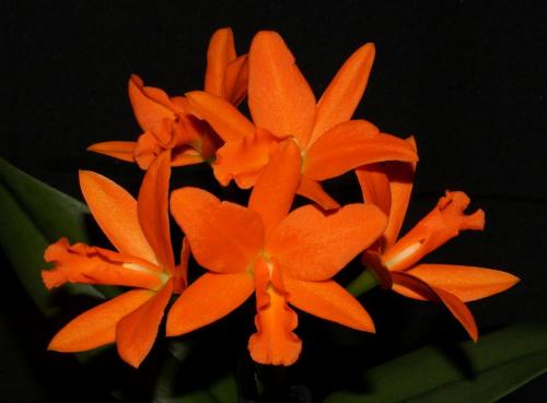 Cattleya Young Min Orange