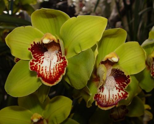 Cymbidium Borough Green