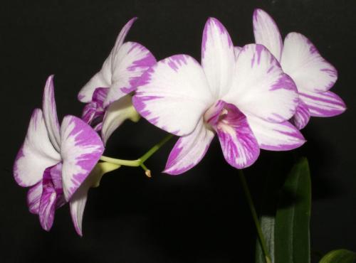 Dendrobium Enobi Purple Splash