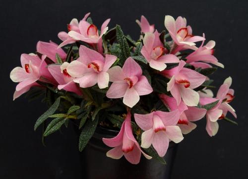 Dendrobium cuthbertsonii