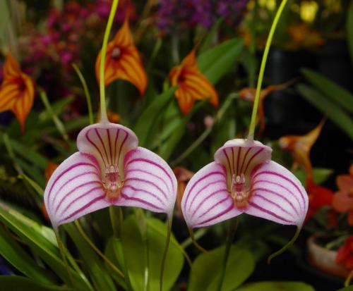 Masdevallia Peppermint Rock