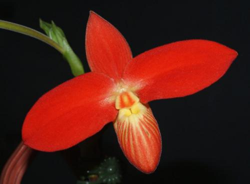 Phragmipedium besseae
