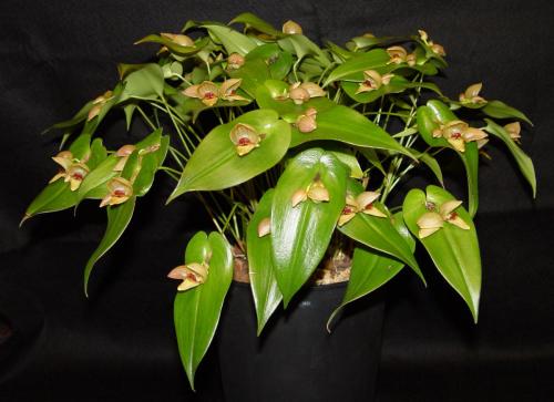 Pleurothallis palliolata