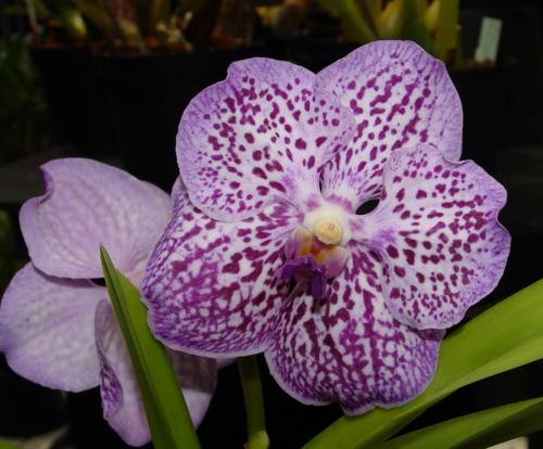 Vanda Gordon Dillon 'Joe'