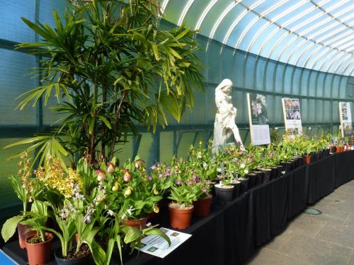 Laneside Hardy Orchids