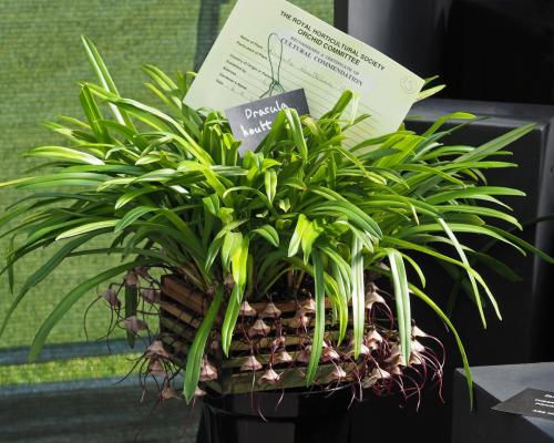 P5090032-Glas-Orchid-2017-DA-PSE2
