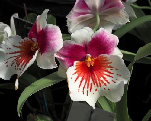 P5090107-Glas-Orchid-2017-NO-PSE2