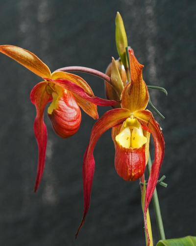 P5090114-Glas-Orchid-2017-NO-PSE2
